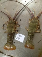 Lobster