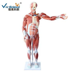 Medical Science 80cm Human Muscle Model Male(27 parts)