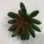 Import Natural Custom Artificial Succulent Plants Bonsai Plastic Succulent Plants Small Bonsai for Home Decoration from China