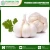 Import Natural Fresh Garlic Supplier from India
