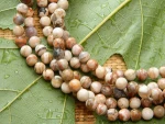 Natural stone 6mm Mexico Agate, Fashion jewelry and loose gemstones, wholesale beads for DIY design making