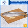 New catching frozen style whole round Spanish Mackerel / King fish / Seer fish on sale frozen seafood
