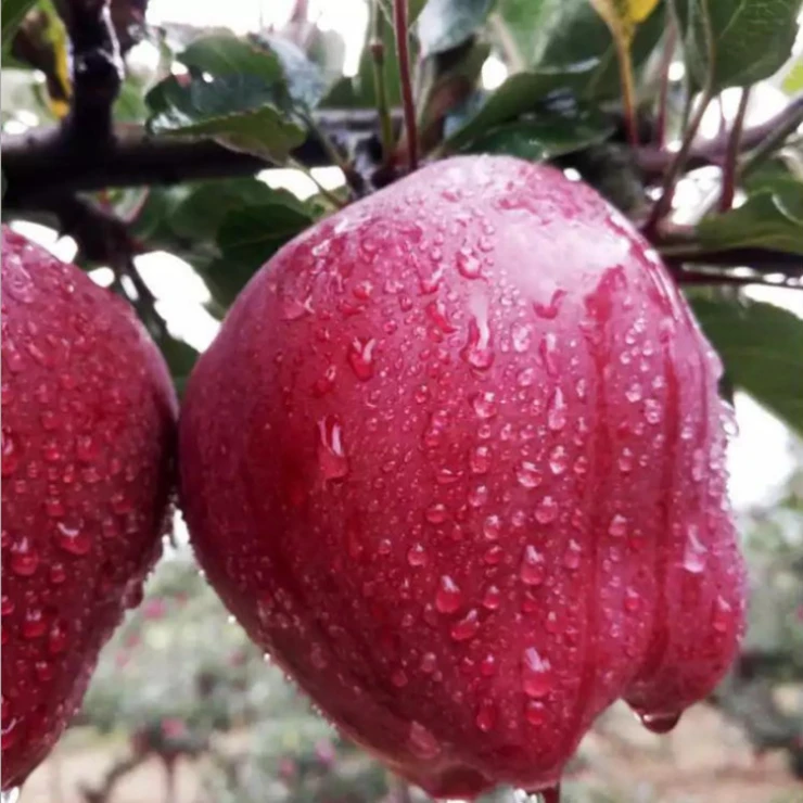 New Crop Fresh Red Huaniu Apple,Apple Fruit Red Fuji , South African Fresh Apple