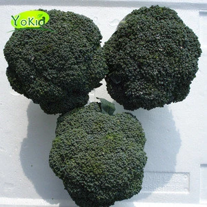 New crop high quality bulk fresh vegetable broccoli