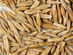 Non GMO Oats seed for sale