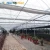 Import NSR Greenhouse Low Cost Economical Plastic Film Vegetable Green House from China
