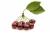 Import Open air cherry sweet delicious tea pack dried fruit exporter from USA