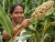 Import Organic Indian White Sorghum from India