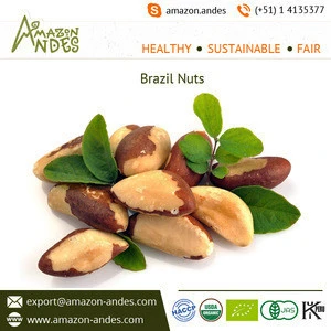 Organic Raw Brazil Nuts Price at Wholesale Price