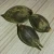 Import Pao tong zhong zi fast grow princess empress tree paulownia elongata seed with certificate from China