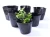 Import 100pcs Plastic Nursery Pot Plant Seedling Pouch Holder Raising Bag Nutrition Pots Garden Supplies DDP ready for sale from China