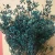 Import Preserved flower of  Small rice fruit flower material of  Craft gift Home flower arrangement from China