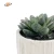 Import PVC green tabletop indoor artificial cactus succulents plant in cement pot for home decoration from China