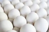 Quality White Table Eggs Exporters