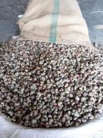 Raw Cashew Nut