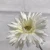 Import Real touch chrysanthemum indoor ornament and decoration from China