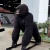 Import Realistic animatronic animal gorilla king kong from China