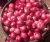 Import Red Onion best quality cheap price from United Kingdom