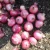 Import Rose Onion Shallot Onion   Bulk Quality  Red Onion Exporter india from India