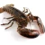 Import Seafood Fresh and frozen Lobster from China