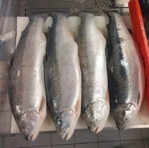 Seafood Product Frozen Mackerel Fish