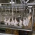 sell well factory chicken slaughter line halal for poultry slaughtering equipment