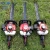 Import SUNSAIL BRAND  22.5cc backpack petrol/gasoline hedge trimmer/mini hedge trimmer from China
