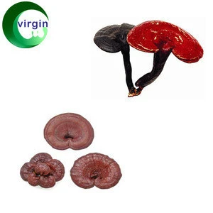 Supply Natural Organic Lucidum Ganoderma Extract for anti cancer and immunity enhancement