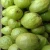 Import The Fresh Fruits Guava Supplier/ to Mexico/Canda/China from India