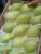Import The Fresh Fruits Guava Supplier from Egypt
