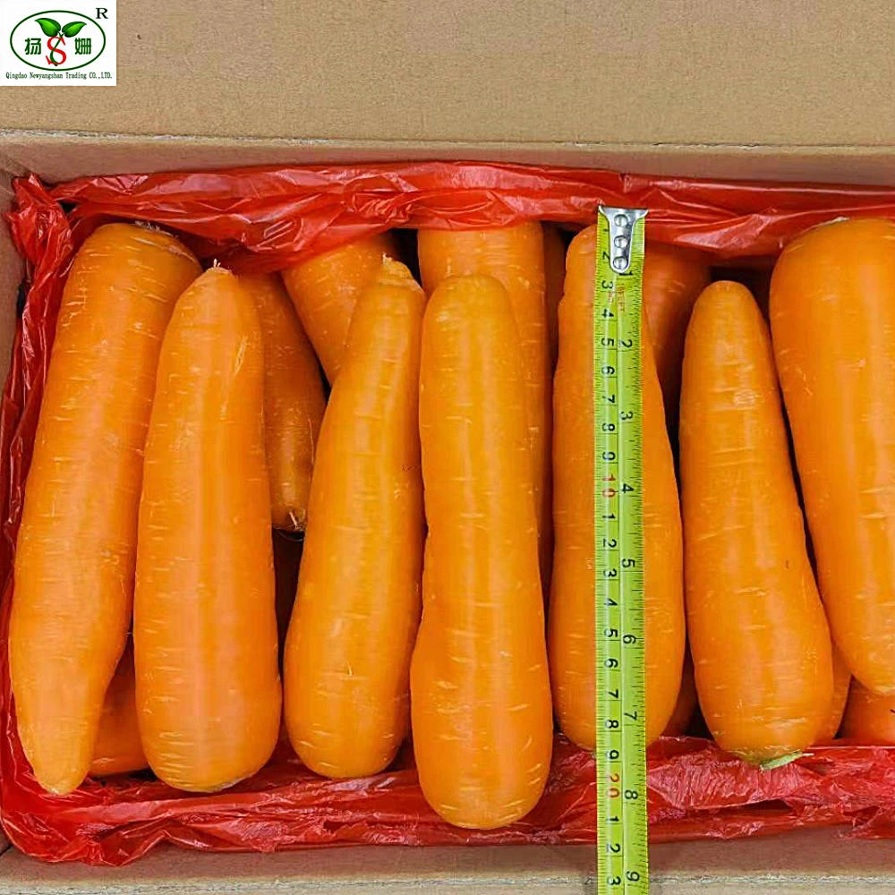 Top quality premium selection fresh carrot with cheaper price,bulk carrot price