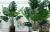 Import Various kind real touch artificial bonsai plants trees indoor from China