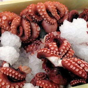 Whole Cleaned Frozen Octopus, Big size Frozen Octopus