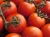 Import Wholesale Bulk Fresh Tomatoes Available and Ready from South Africa