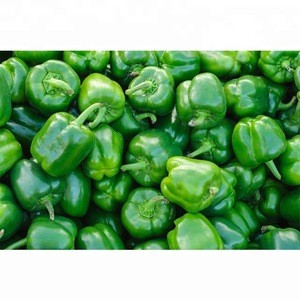Wholesale Capsicum / Fresh Capsicum Vegetable / Fresh Bell Pepper India