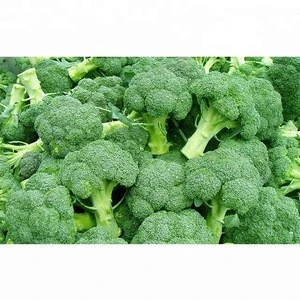 Wholesale Fresh Broccoli /Best Fresh Broccoli