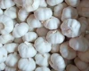 wholesale fresh garlic price