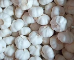 wholesale fresh garlic price