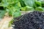 Import Wholesale Premium Nutritious and Healthy  Organic Black Rice from Singapore