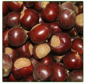 wholesale price chinese organic fresh chestnuts in gunny bags