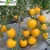 Import Yellow Neil High Yield Hybrid Yellow Fruit Cherry Tomato Seeds for Sale from China