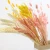 Yunnan Florist Supplies New Arrival Interior Decorative Flowers Natural Dried Flower Pearl Millet For Home Decor