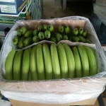 Cavendish bananas for sale