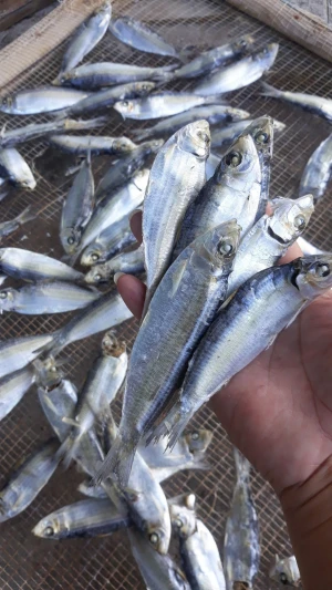 Wholesale Dry Fish/ Dried Sardine from Vietnam AD a Grade DRIED HERING FISH with 2 YEAR Shelf Life