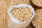 Natural Soybean Seed