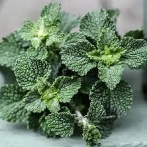 White Horehound for sale