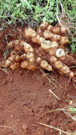 Ginger