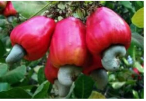 Quality Cashew Nuts, Packed in PP Bags or Jute Bags