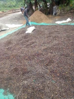 Crack Palm Kernel Nut