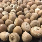 Betel Nut